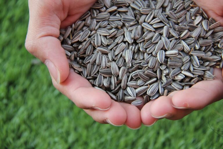 The Health Benefits Sunflower Seeds, Nutrients & Harms of Sunflower Seeds