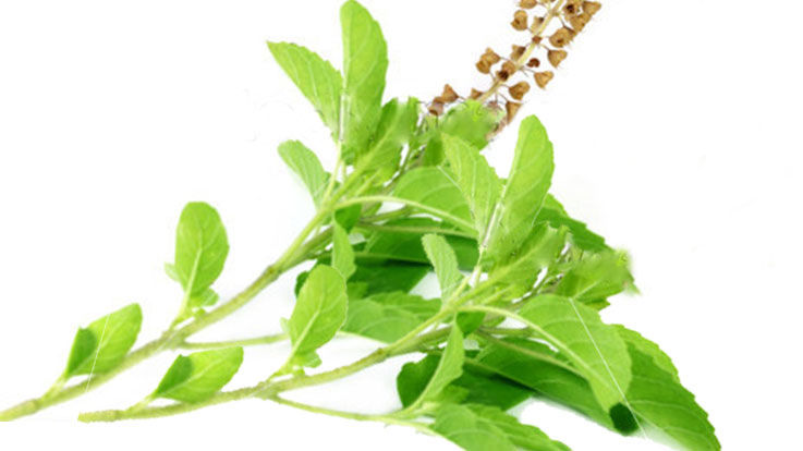 Few Facts and Importance of Tulsi Leaves