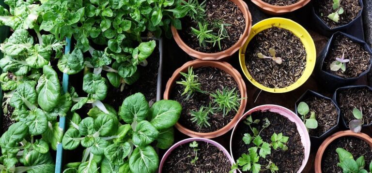 Brilliant Ways to Create an Eco-Friendly Garden