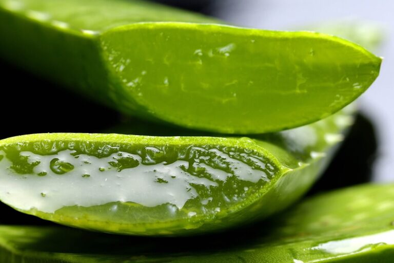 7 Benefits and Uses of Aloe Vera, which you should know about