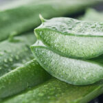7 Benefits and Uses of Aloe Vera, which you should know about