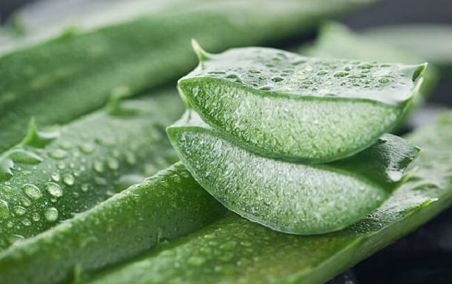 Benefits of Aloe Vera Related to Health and Beauty!
